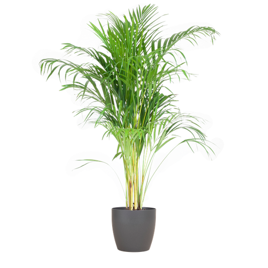 Palmier Areca (Dypsis) avec Viber Grey - 100cm - Ø21