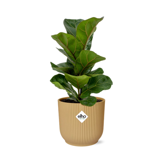 Ficus Lyrata ‘Bambino’ in ELHO Vibes Fold 14cm geel