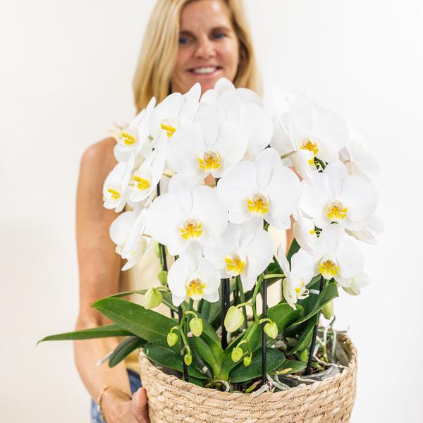 Orchidées colibris | orchidée blanche dans un panier en coton avec réservoir d'eau | trois orchidées blanches courbées Niagara Fall 12cm | Mono Bouquet blanc avec autosuffisance
