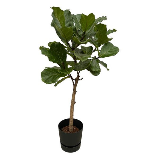 Tronc Ficus Lyrata incluant elho Greenville Round noir - 160 cm - Ø30