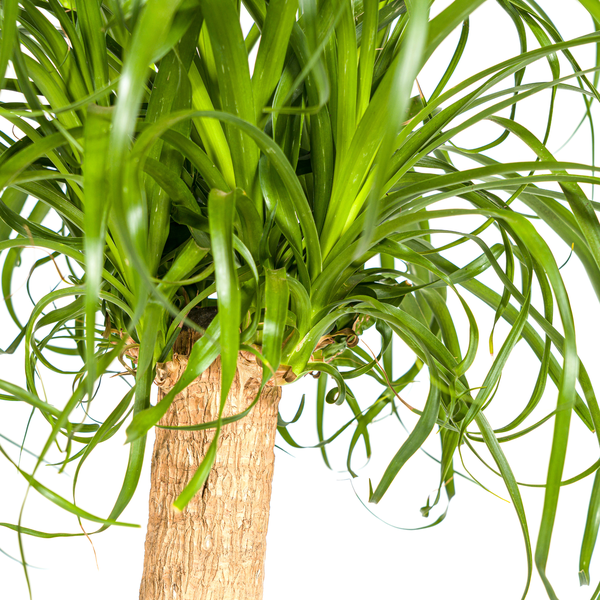 Beaucarnea Recurvata Stam Ø24cm - ↕90-100cm