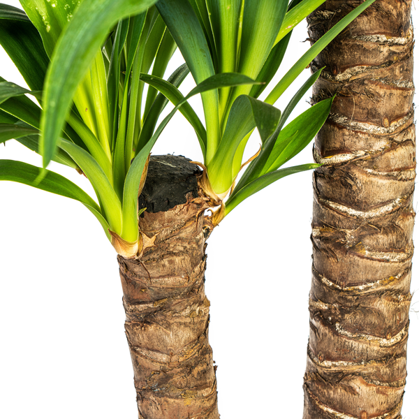 Yucca Éléphantipes Ø19cm - ↕80cm