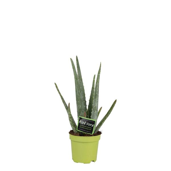 Aloe Vera 10,5cm - Ø10,5 ↕35