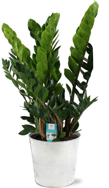 Zamioculcas Zamiifolia - Ø21cm - ↕80cm + Pot D22,5x21cm - Zinc