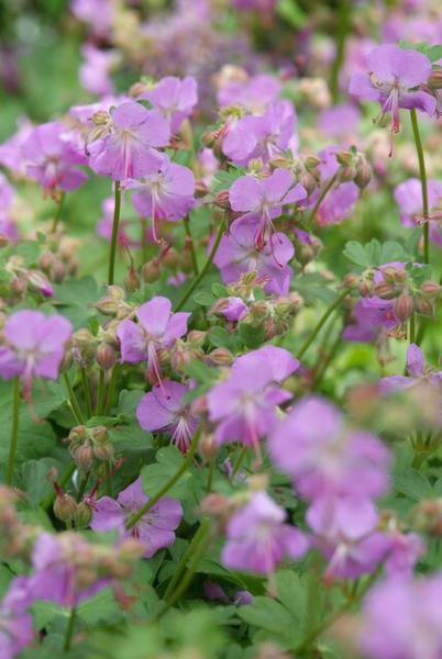 Geranium cant. 'Cambridge' - ↕10-25cm - Ø9cm - 60x