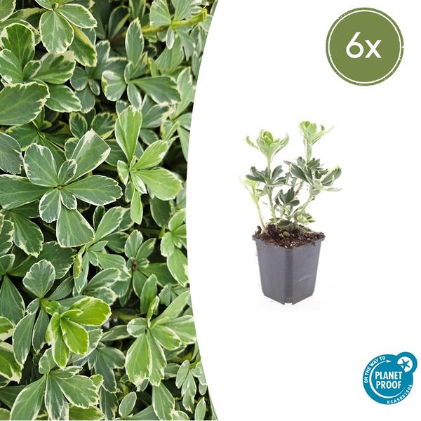 Pachysandra term. 'Variegata' - ↕10-25cm - Ø9cm - 6x