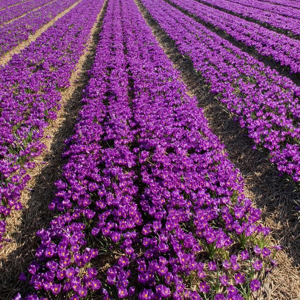 Flowerbulbs Amsterdam - Flower Record - 20 bulbes à fleurs - Taille 8+