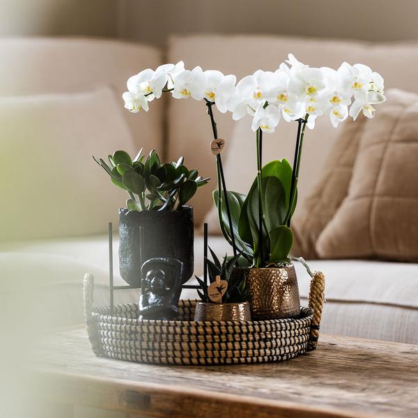 Compagnie des Colibris | Coffret cadeau Home Hub | Ensemble de plantes avec orchidées Phalaenopsis et plantes succulentes, avec pots décoratifs en céramique.