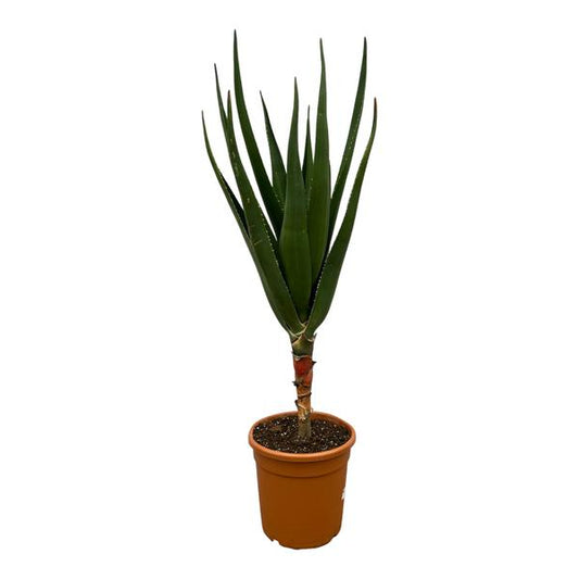 Aloès Barberae - 140 cm - Ø30cm
