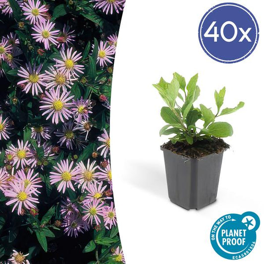 Aster ageratoides 'Asran' - ↕10-25cm - Ø9cm - 40x