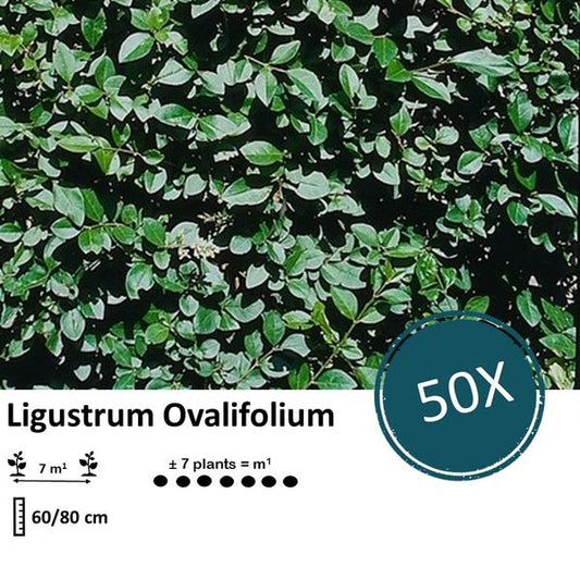 Ligustrum Ovalifolium - Racine nue - 60/80 - 50x