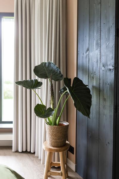 Bouclier Alocasia Regal Ø24cm - ↕110cm