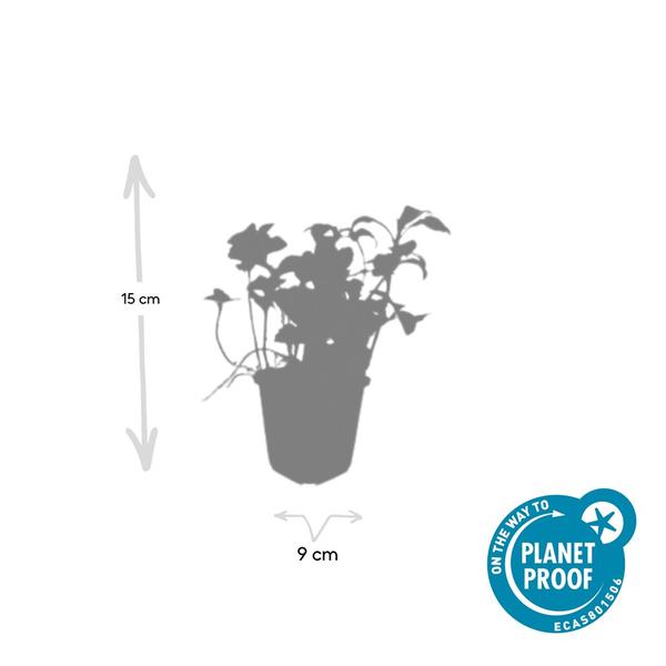 Terme Pachysandra. 'Éclat Vert' - ↕10-25cm - Ø9cm - 20x