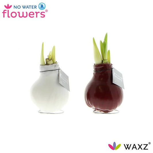 No Water Flowers Waxz Colorz - 2 pièces - Ø7 cm - ↕15 cm