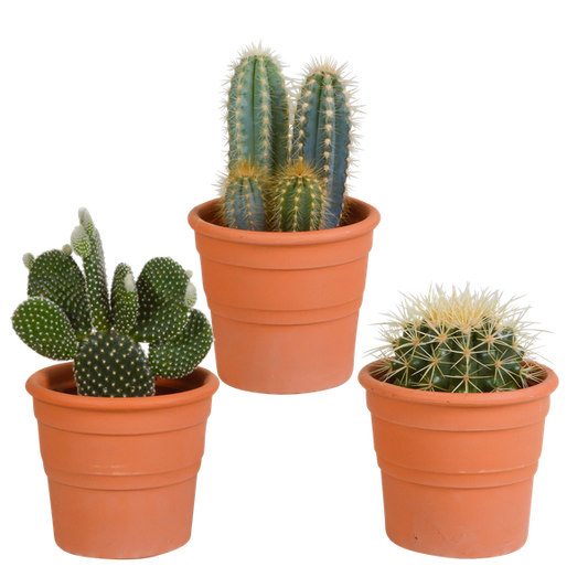 Cactus mix 10.5 cm - 3x - in terracotta pot