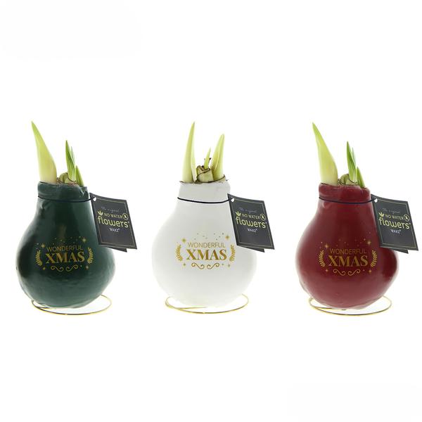 No Water Flowers® (cire d'amaryllis) | Waxz® Printz "Wonderful XMAS" Mix (3 pack) + Fleur rouge