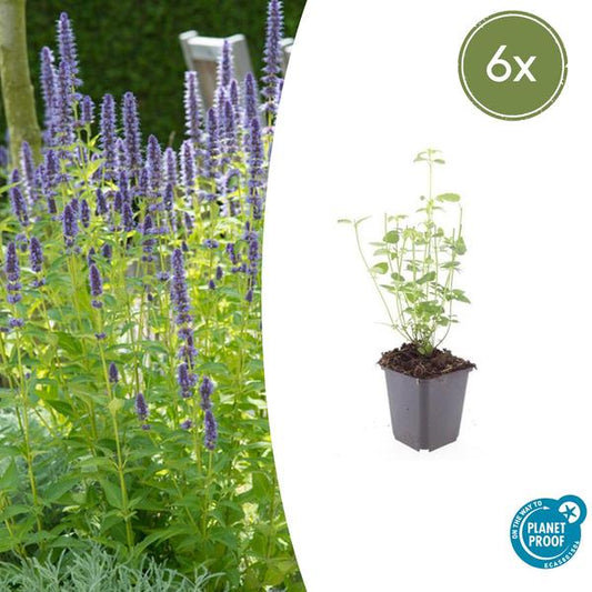 Agastache 'Vipère Noire' - ↕10-25cm - Ø9cm - 6x