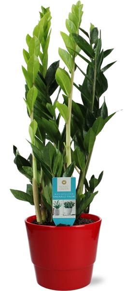 Zamioculcas Zamiifolia - Ø17cm - ↕70cm + Pot Basic D18x15cm - Rouge