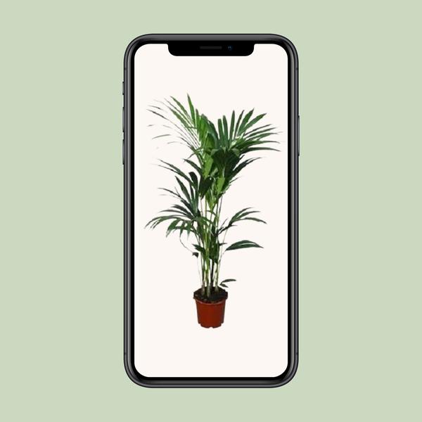 Howea forsteriana - Ø21cm - ↕120cm - Ø24 - ↨120cm