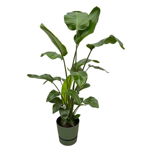 Strelitzia Nicolai dont elho Greenville Rond vert - 160cm - Ø30