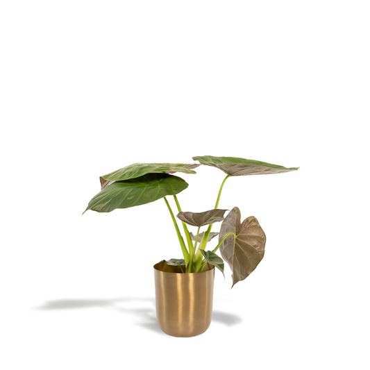 Alocasia Wentii - Ø19cm - ↕65cm + Pot Mayk Or