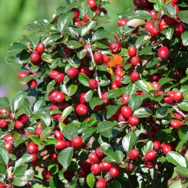 Cotoneaster dam. 'Major' - ↕25cm - Ø9cm - 60x