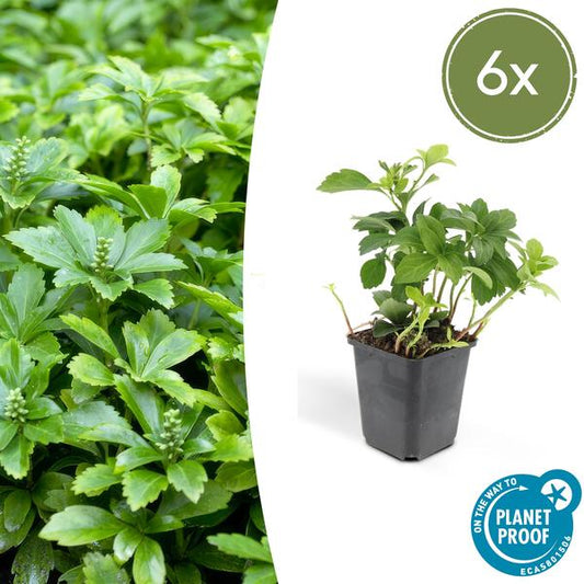 Pachysandra term. 'Green Carpet' - ↕10-25cm - Ø9cm - 6x,