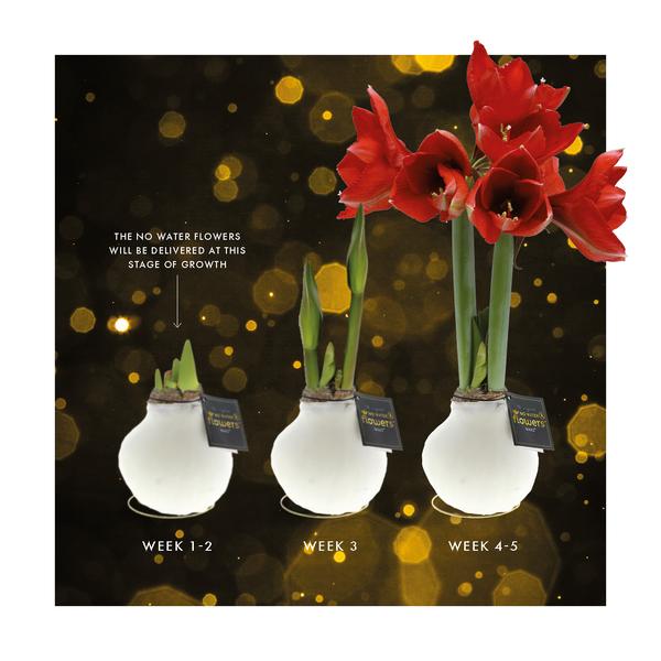 No Water Flowers® (cire d'amaryllis) | Waxz® Printz "Wonderful XMAS" Mix (3 pack) + Fleur rouge