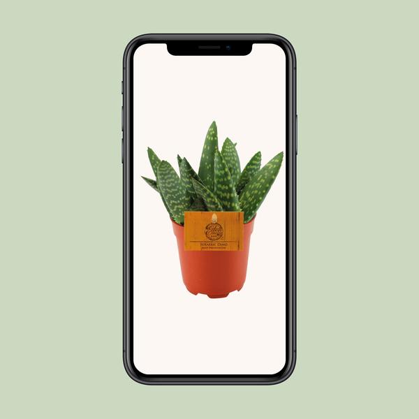 Aloe Paradisicum - Ø10,5 ↕15