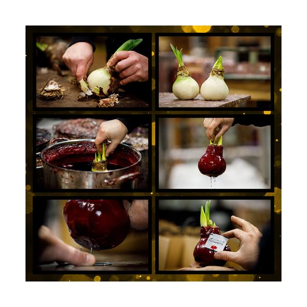 No Water Flowers® (cire d'amaryllis) | Waxz® Printz "Wonderful XMAS" Mix (3 pack) + Fleur rouge