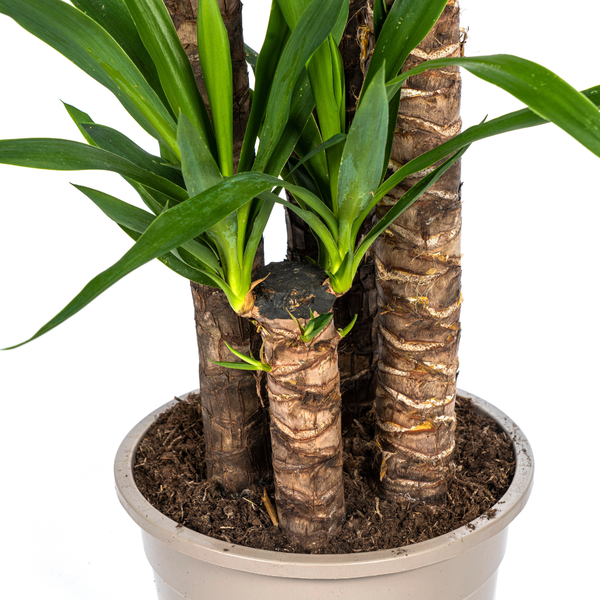 Yucca Éléphantipes Ø27cm - ↕160cm