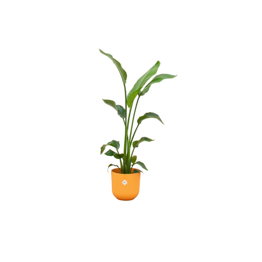 Offre combinée - Strelitzia Nicolai avec elho Jazz Round jaune Ø23 - 130 cm