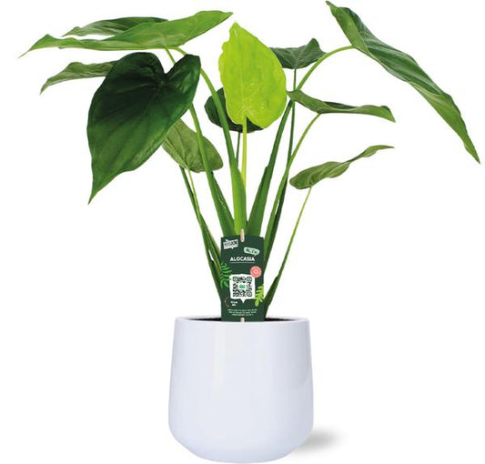 Alocasia Cucullata - Ø19cm - ↕55cm + Pot Puglia D21/23,5x21cm - Blanc