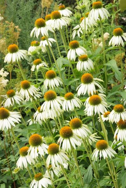 Echinacea p. 'White Swan' - ↕10-25cm - Ø9cm - 60x