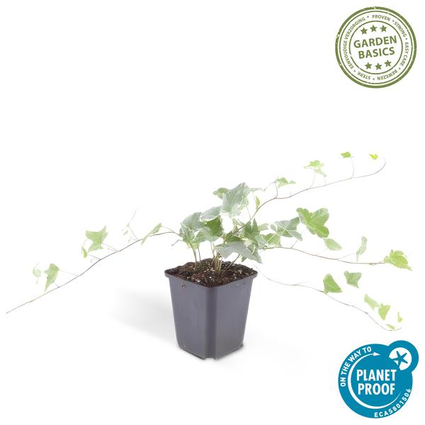 Hedera helix 'Glacier' - ↕10-25cm - Ø9cm - 6x