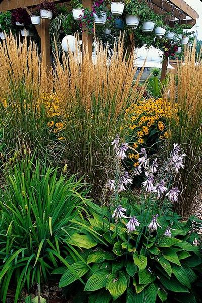 Calamagrostis acut. 'Karl Foerster'  - ↕10-25cm - Ø9cm - 60x