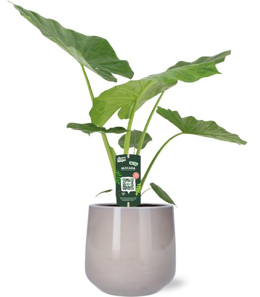Alocasia Macrorrhiza - Ø19cm - ↕70cm + Pot Puglia D21/23,5x21cm - Gris