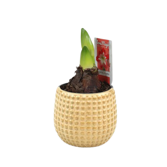 Hippeastrum Exotic Striped 2 Knop - Ø12cm - ↕25cm + Bubble Pot D12,5x11,5cm - Goud