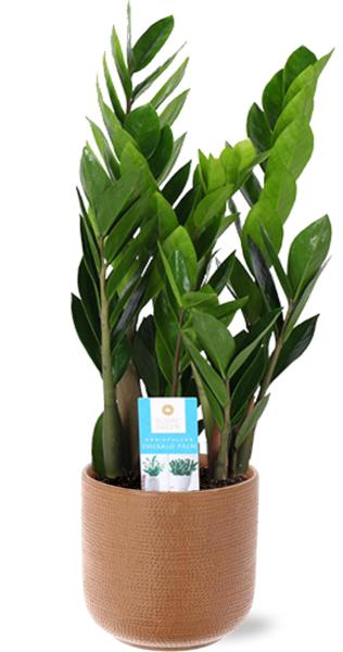 Zamioculcas Zamiifolia - Ø17cm - ↕60cm + Pot Aresso D18x16,5cm - Marron