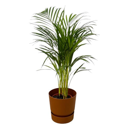 Palmier Areca - ↨85cm - Ø19cm dont elho Greenville Round marron D24xH23