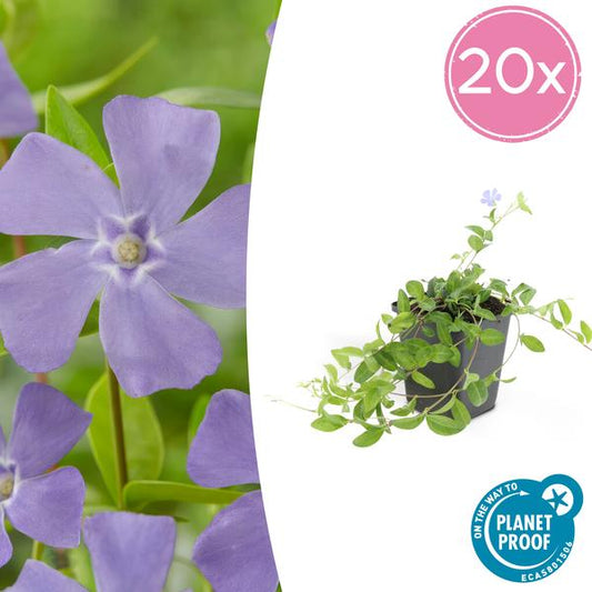 Vinca minor 'La Grave' - ↕10-25cm - Ø9cm - 20x