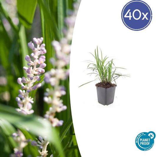 Liriope muscari 'Monroe Blanc' - ↕10-25cm - Ø9cm - 40x