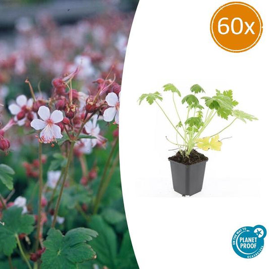 Geranium macr. 'Spessart' - ↕10-25cm - Ø9cm - 60x