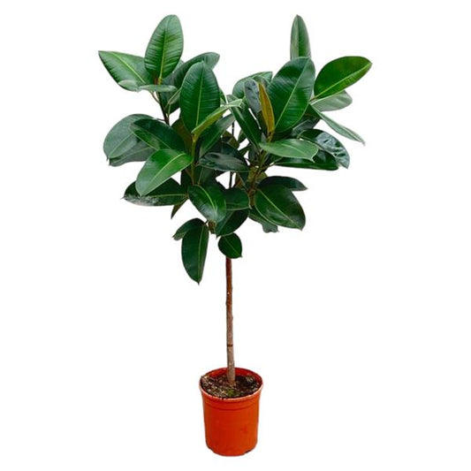 Ficus Elastica Robusta op stam - 110 cm - ø24