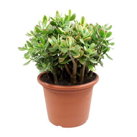 Crassula Coucher de Soleil - Ø30cm - ↕50cm