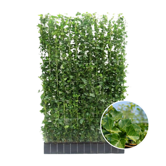 Hedera Hibernica - Lierre - Haie prête à l'emploi | ↔120cm - ↨180cm