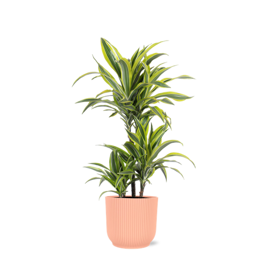 Dracaena Citron Lime Ø21cm - ↕65cm en pot Vibes ROSE