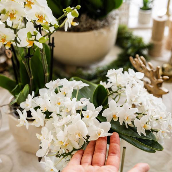 Compagnie des Colibris | Ensemble de plantes + pots décoratifs pour décoration de table dîner - taille pot Ø9cm &amp; Ø6cm | plantes d'intérieur à fleurs - fraîchement sorties du producteur