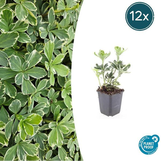 Terme Pachysandra. 'Variegata' - ↕10-25cm - Ø9cm - 12x