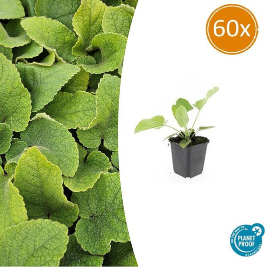 Phlomis russeliana - ↕10-25cm - Ø9cm - 60x